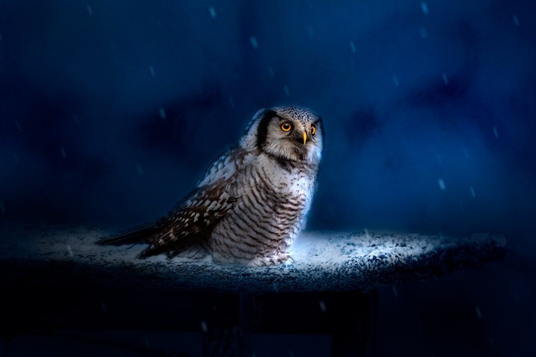 The Owl: Deep Wisdom Paired With Overthinking Shadows (Image Credits: Unsplash)