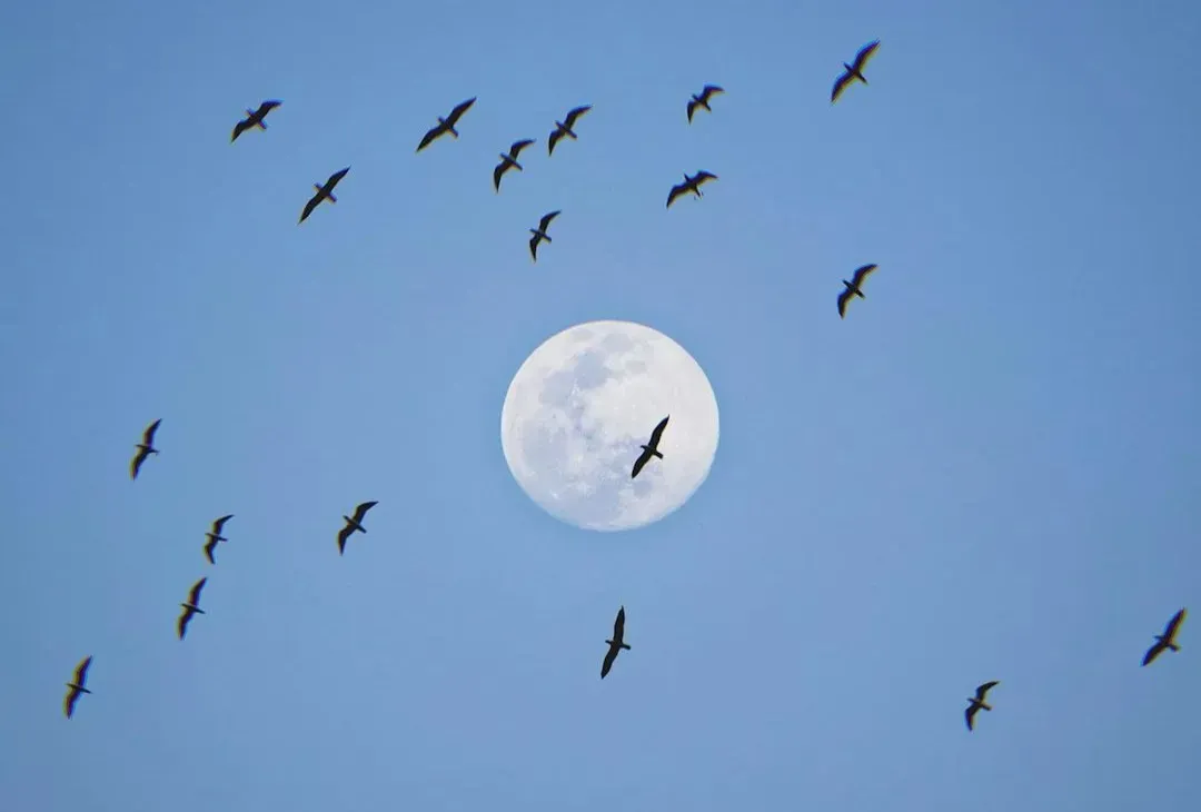 Moonlit Highways in the Sky: Birds Using Lunar Cues (Image Credits: Unsplash)