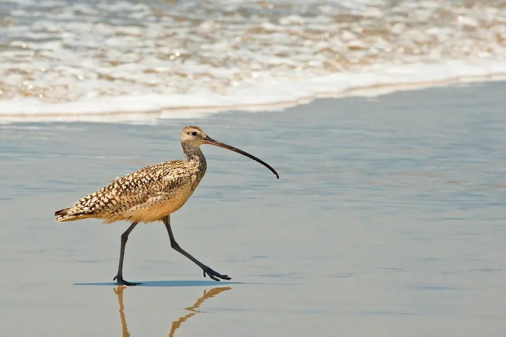 Birds on the Brink: Shorebirds Losing Ground (USFWS Headquarters, Flickr, CC BY 2.0)