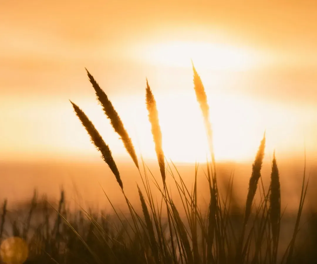 9. Using Polarized Light Patterns in the Sky (Image Credits: Unsplash)