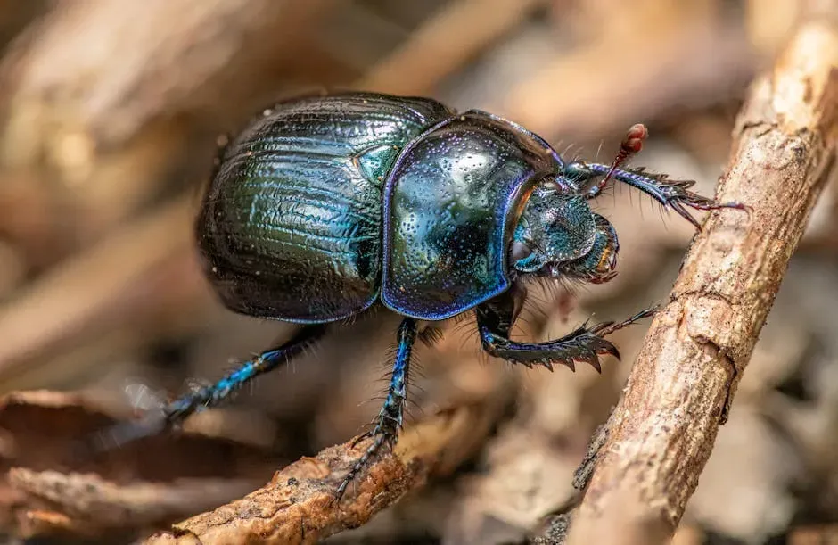 7. The Dung Beetle: The Strongest Creature on Earth, Pound for Pound (Image Credits: Pexels)