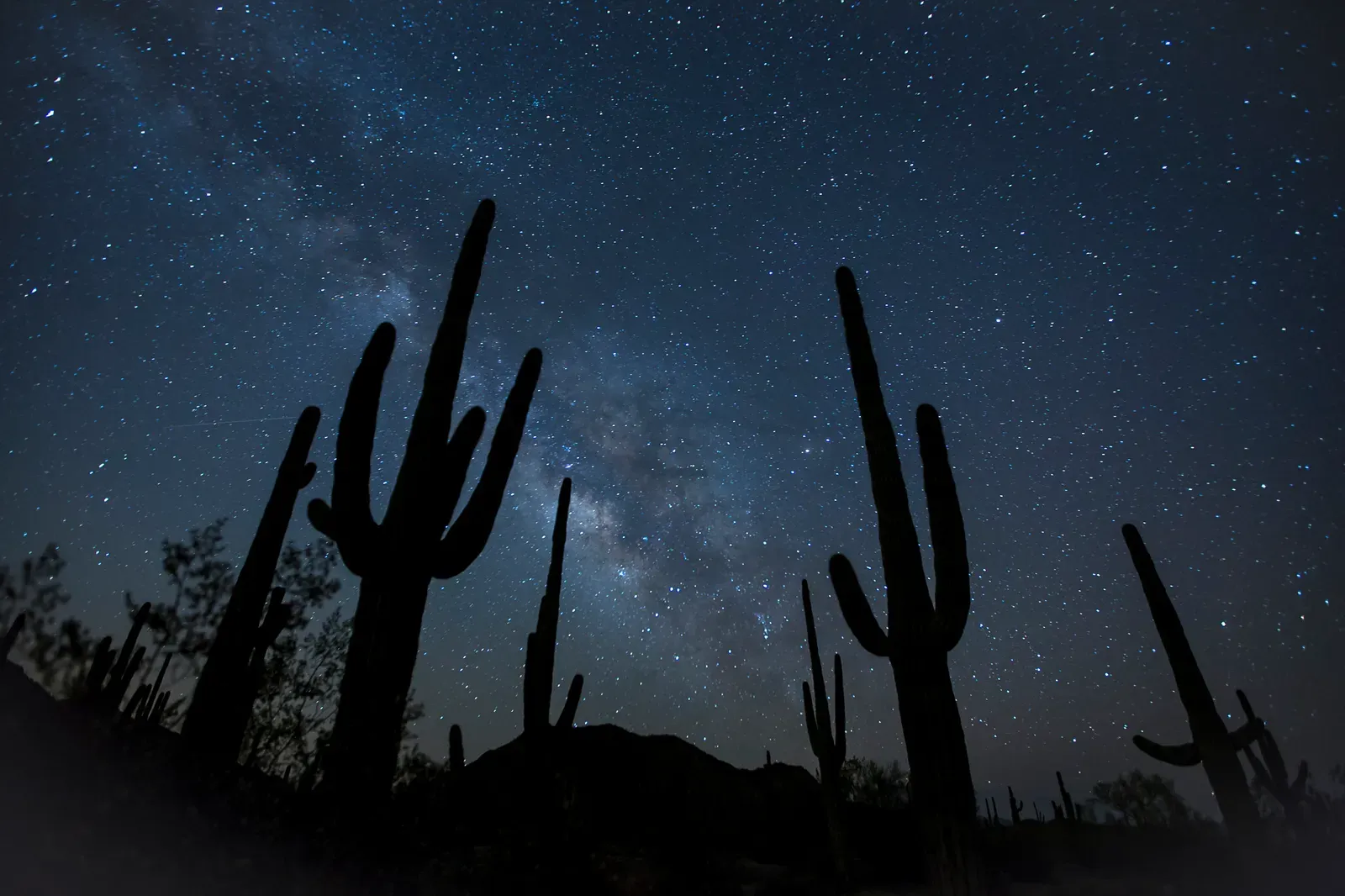 Breathing at Night to Beat the Heat (Image Credits: Wikimedia)