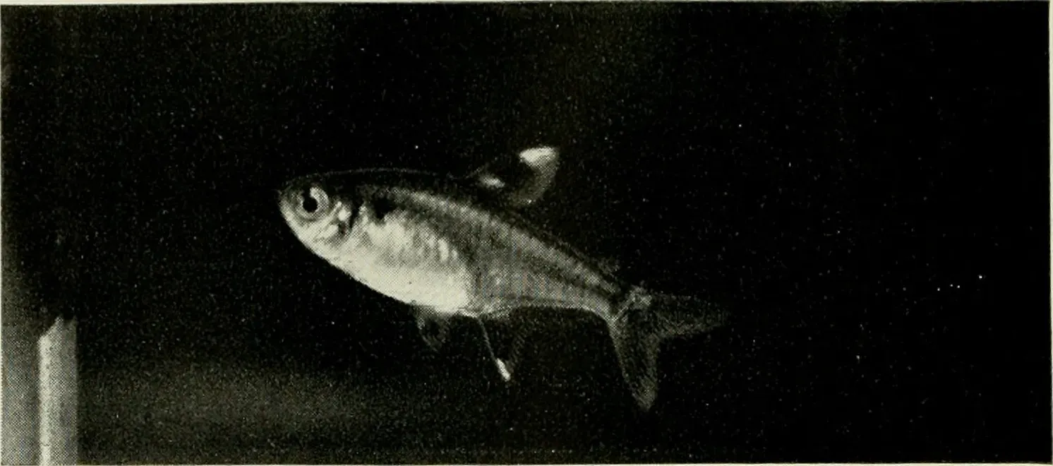 #3 - The River Survey That Caught Fish No One Classified (By Internet Archive Book Images, Public domain)