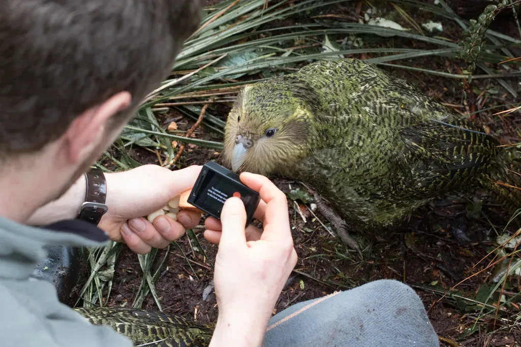 Why the Kakapo Matters More Than Its Numbers Suggest (kimberley_collins, Flickr, CC BY 2.0)
