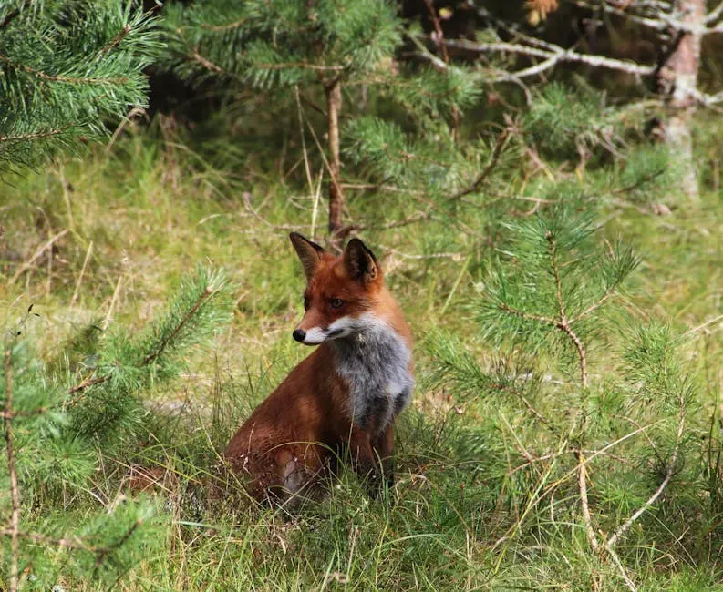 Virgo: The Analytical Forest Fox Who Notices Everything (Image Credits: Pexels)