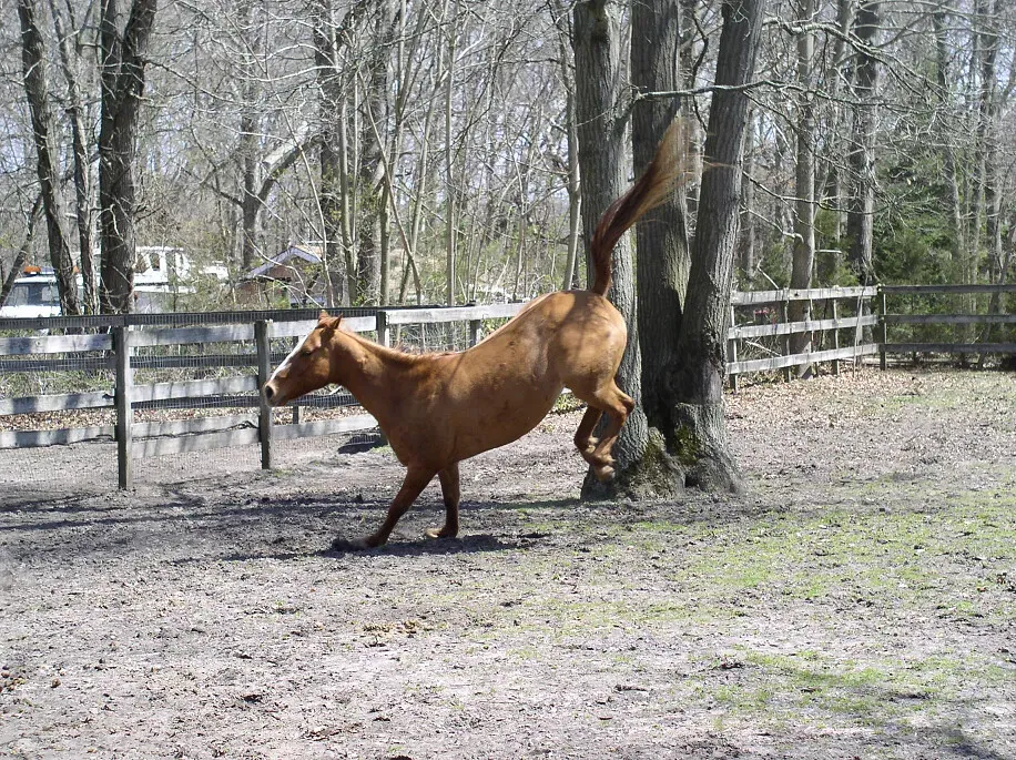 15. Resistance, Bucking, or Bolting Under Saddle (ESSiE !, Flickr, CC BY 2.0)