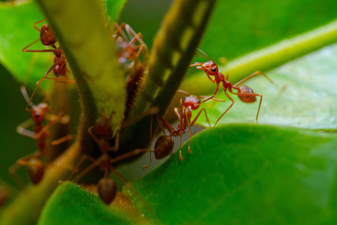 The Reliable Ant: Masters of Organization (Image Credits: Unsplash)