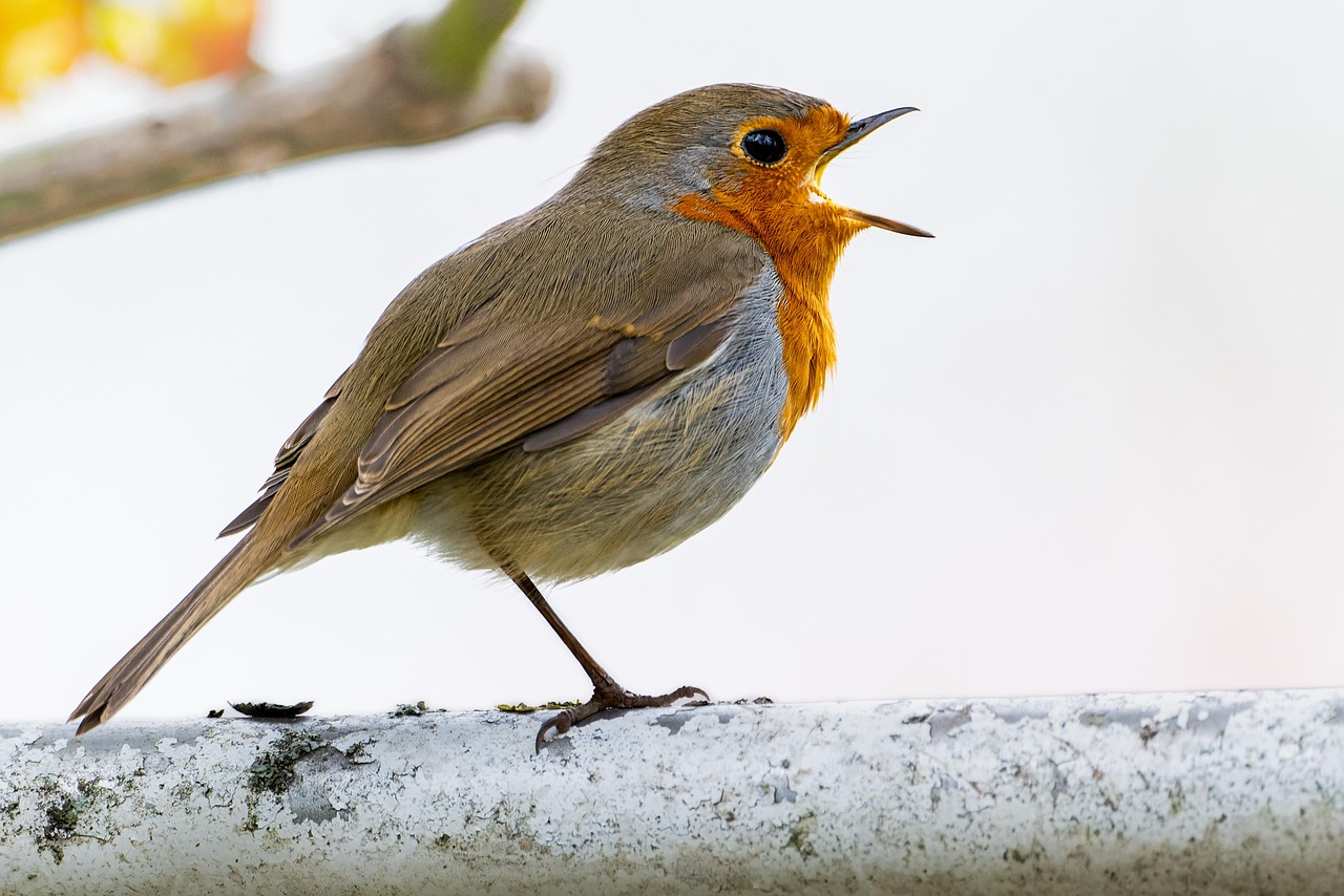European Robin (Image Credits: Pixabay)