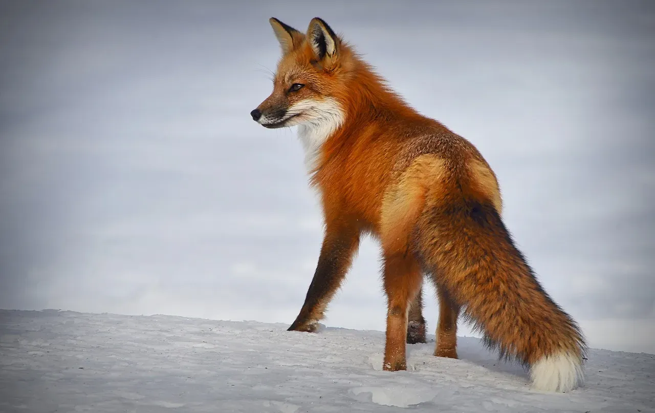 4. A Fox’s Tail Is a Blanket, a Rudder, and a Signal Flag (Image Credits: Pixabay)
