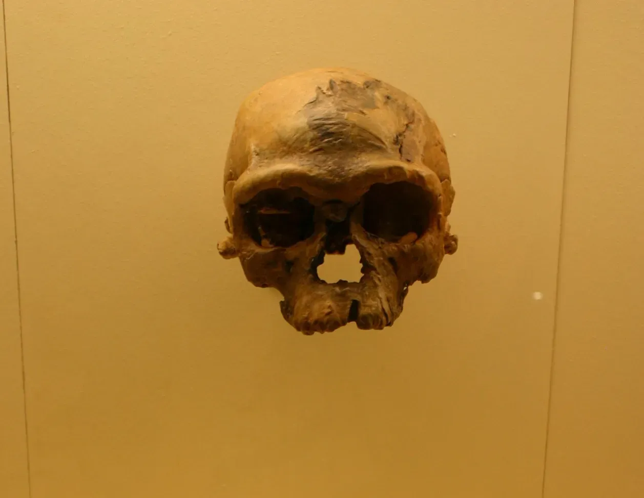 1. Jebel Irhoud: When You Discover Homo sapiens Is Way Older Than Your Textbook (Image Credits: Wikimedia)