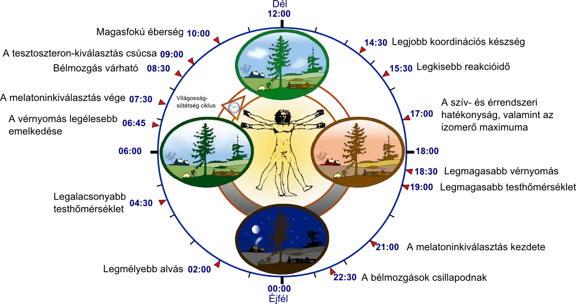 Epigenetic Clocks Are Revealing How Fast You're Really Aging (Image Credits: Wikimedia)