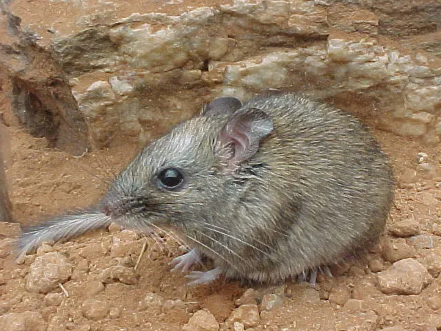 #6 - Central Rock Rat: The Mammal That Kept "Going Extinct" (Flickr, taken by Michael Barritt & Karen May, CC BY-SA 2.0)