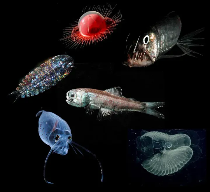 The Deepest Ecosystem Ever Discovered (Image Credits: Wikimedia)