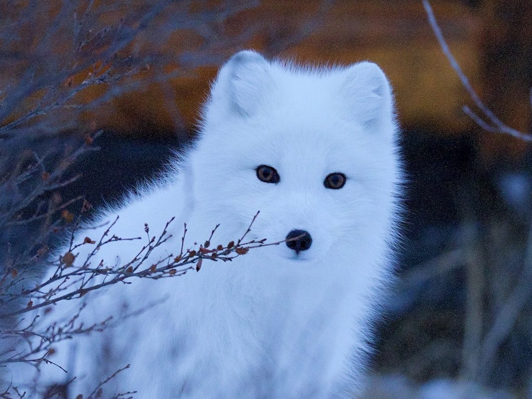 Blue Foxes Outnumber White Ones on Alaska's Islands (Image Credits: Unsplash)