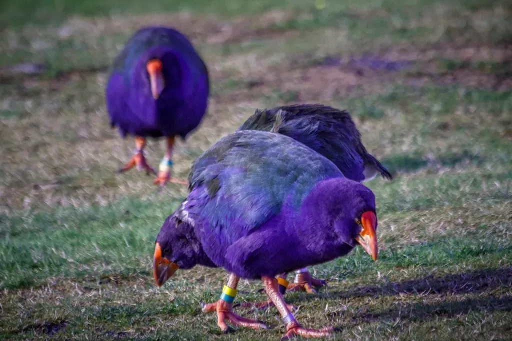 3. New Zealand Takahe – The Flightless Bird That Outwaited Us (Image Credits: Rawpixel)