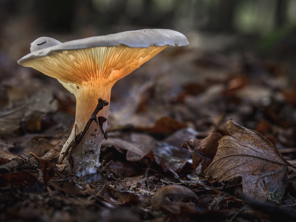 Evolution of Fungal Bioluminescence (Image Credits: Flickr)