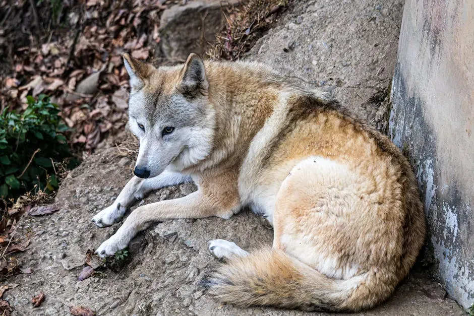 1. Red Wolf – The Ghost of the American South (Image Credits: Pexels)