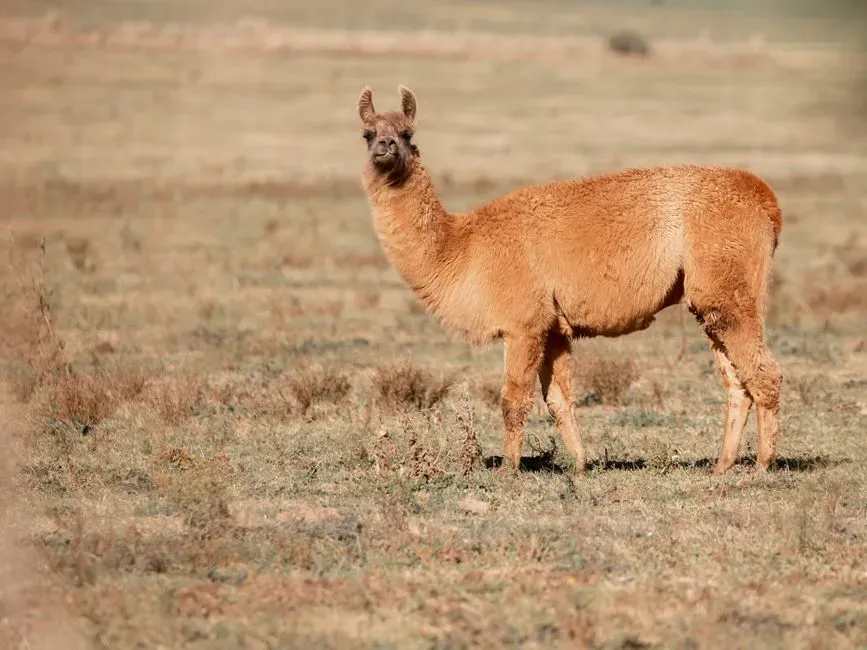 #4 - Camelids: Deserts and Andes, Nothing in Between (Image Credits: Pexels)