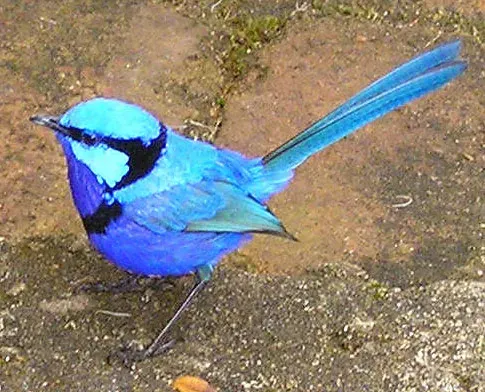 Fairywrens: Teaching Songs Before Birth (splendid fairy-wren, CC BY 2.0)