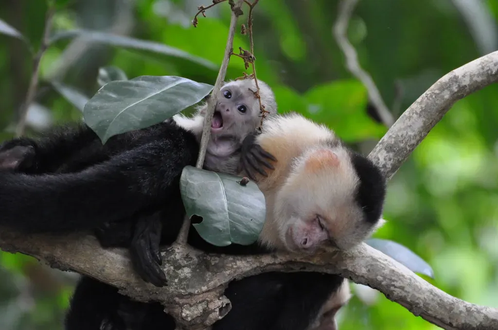 Capuchin Monkeys Kidnapping Babies (Image Credits: Flickr)