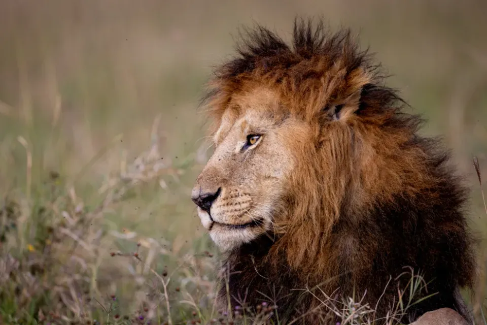 #1 Lion – Leo’s Pride and the Pressure of the Savanna (Image Credits: Stocksnap)