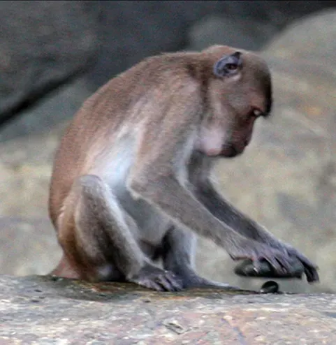 Tool Use and Problem-Solving Beyond Primates (Image Credits: Wikimedia)