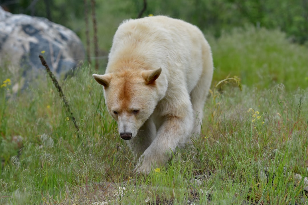 How to Recognize True Animal Synchronicity (Image Credits: Unsplash)