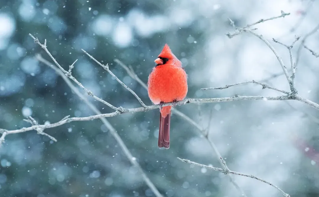 Conclusion – Your Winter Wings (Image Credits: Unsplash)