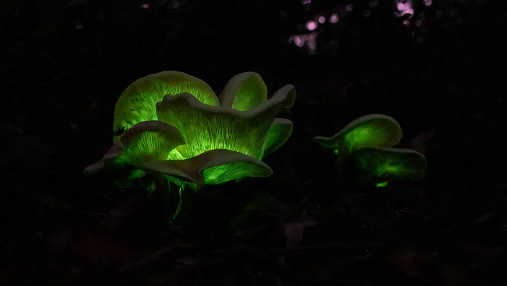 Glowing in the Dark: The Mystery of Bioluminescent Mushrooms (Image Credits: Flickr)