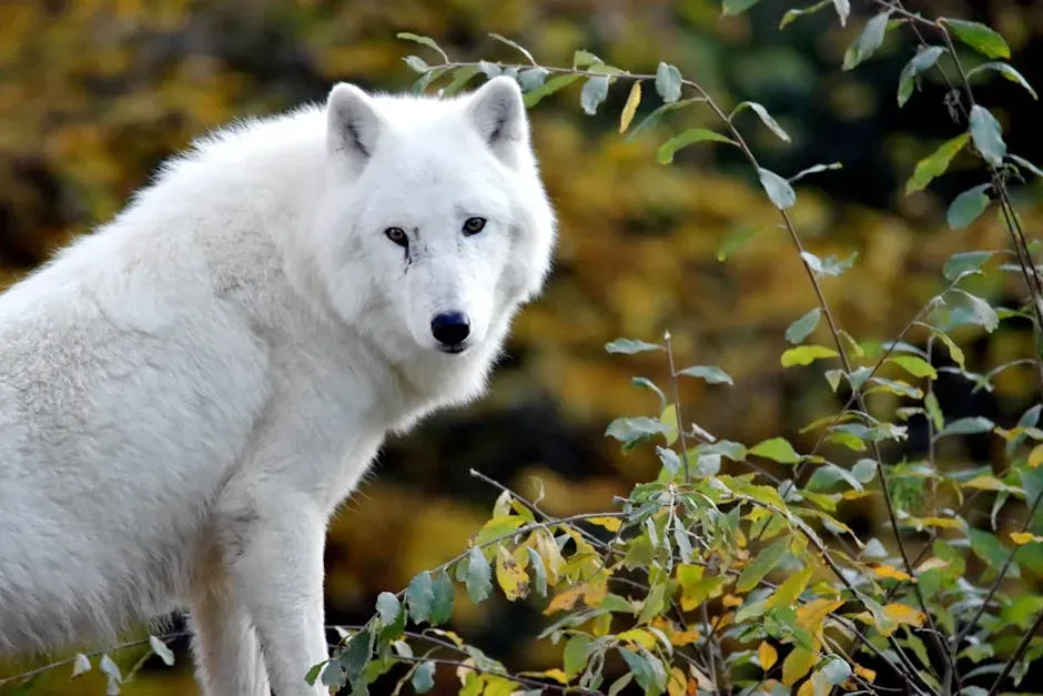 Aries – You Are the Alaskan Wolf (Image Credits: Pexels)