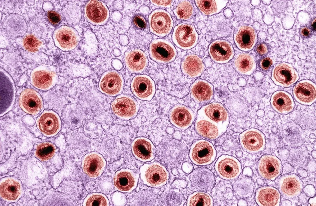 Senolytics: Killing Zombie Cells to Revive Old Tissues (Image Credits: Unsplash)