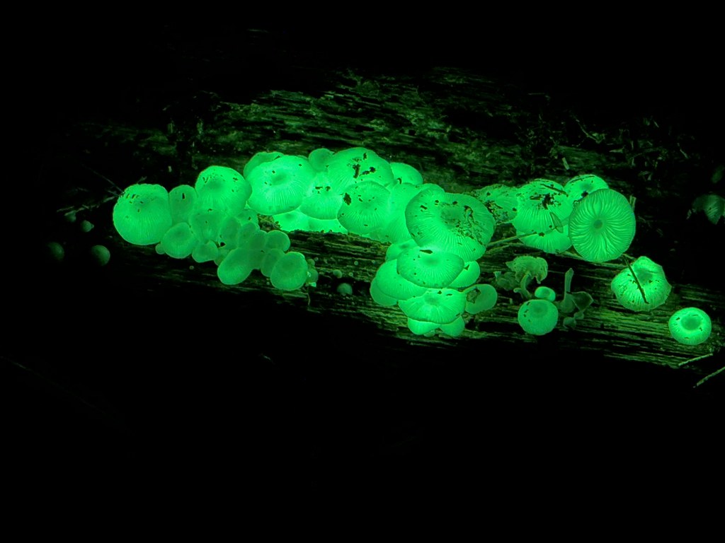 The Cold Light Phenomenon (Image Credits: Flickr)