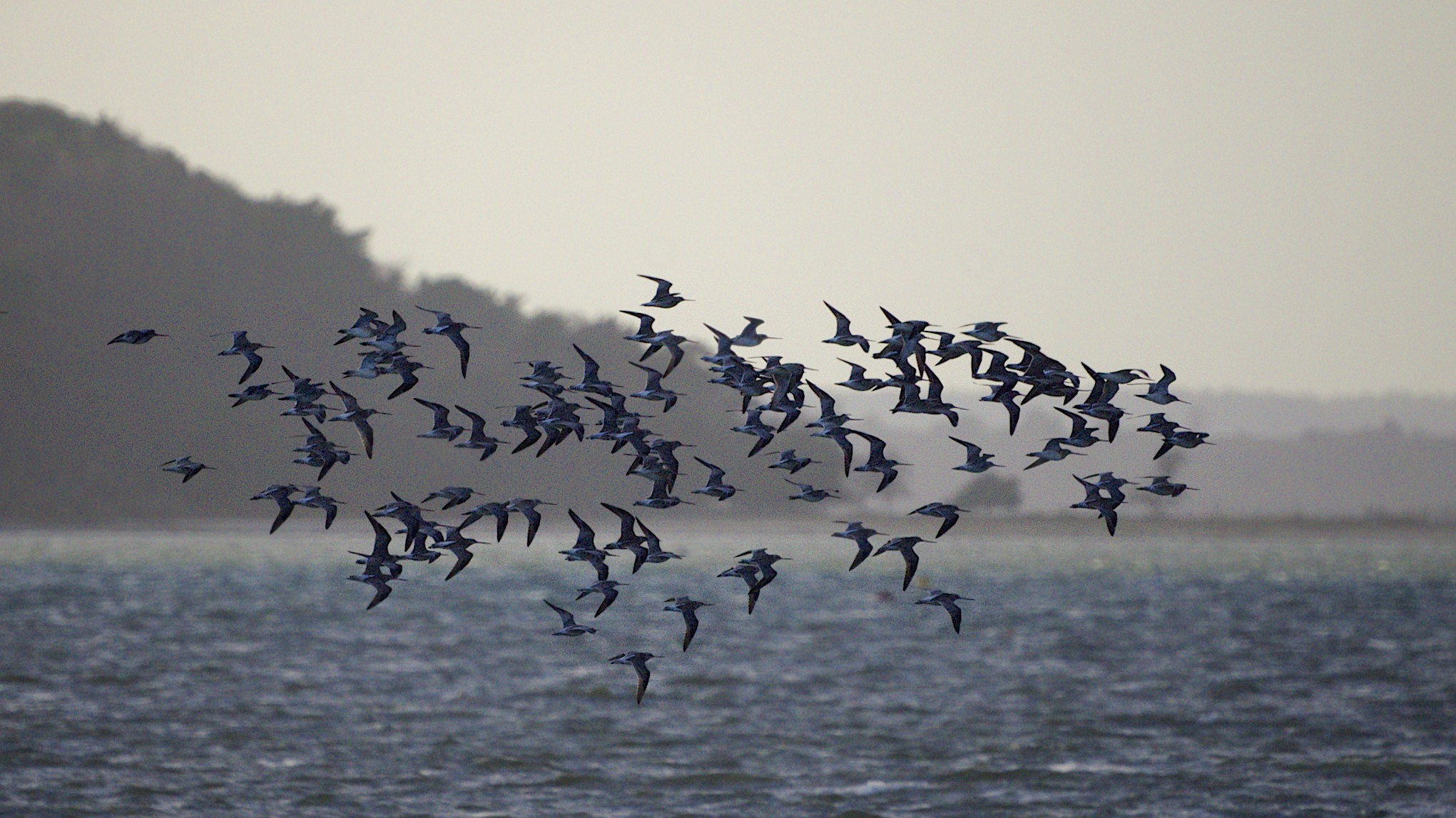 The Arctic Tern: The Eternal Optimist (Image Credits: Wikimedia)