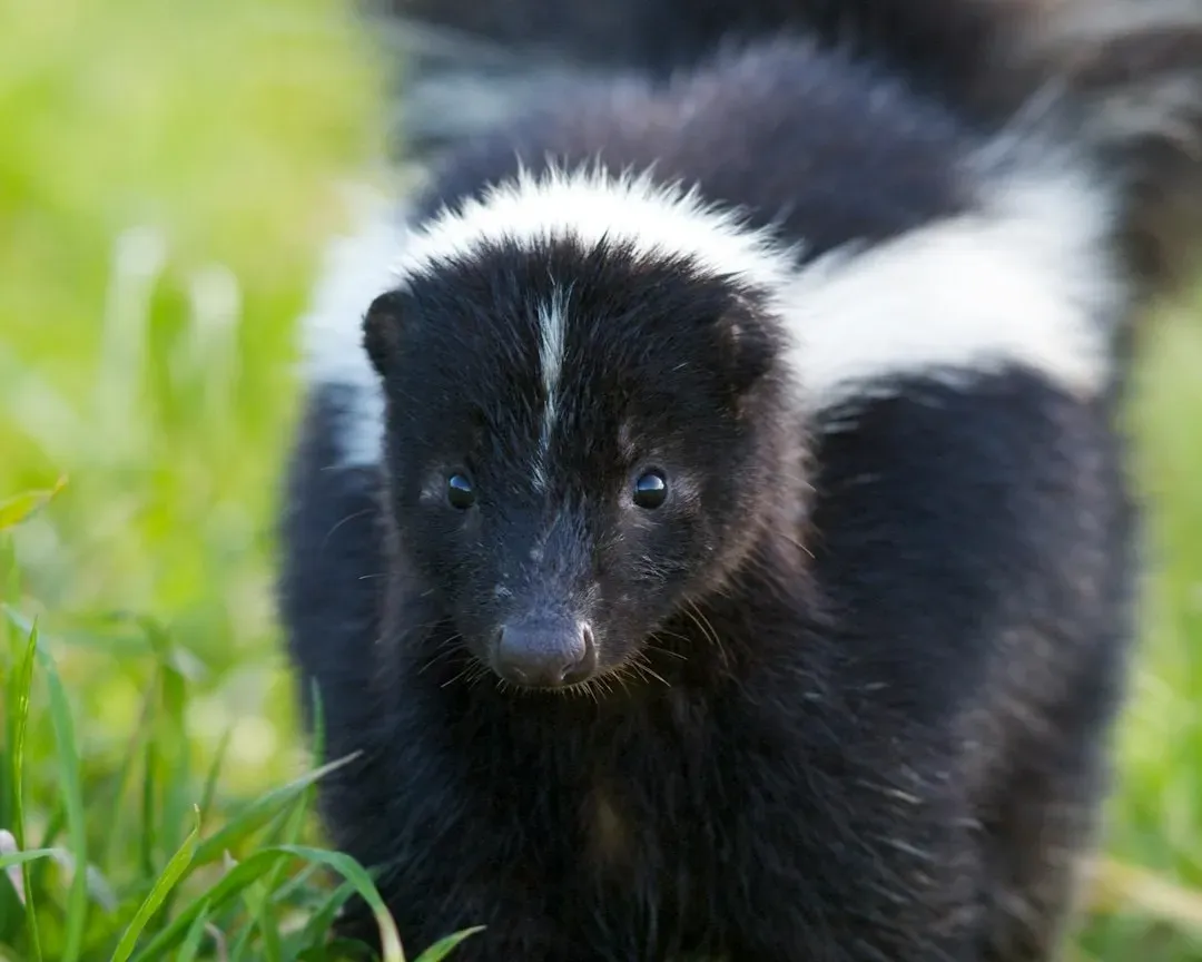 Skunks: Low-Profile Scouts Timing Their Moves (Image Credits: Unsplash)