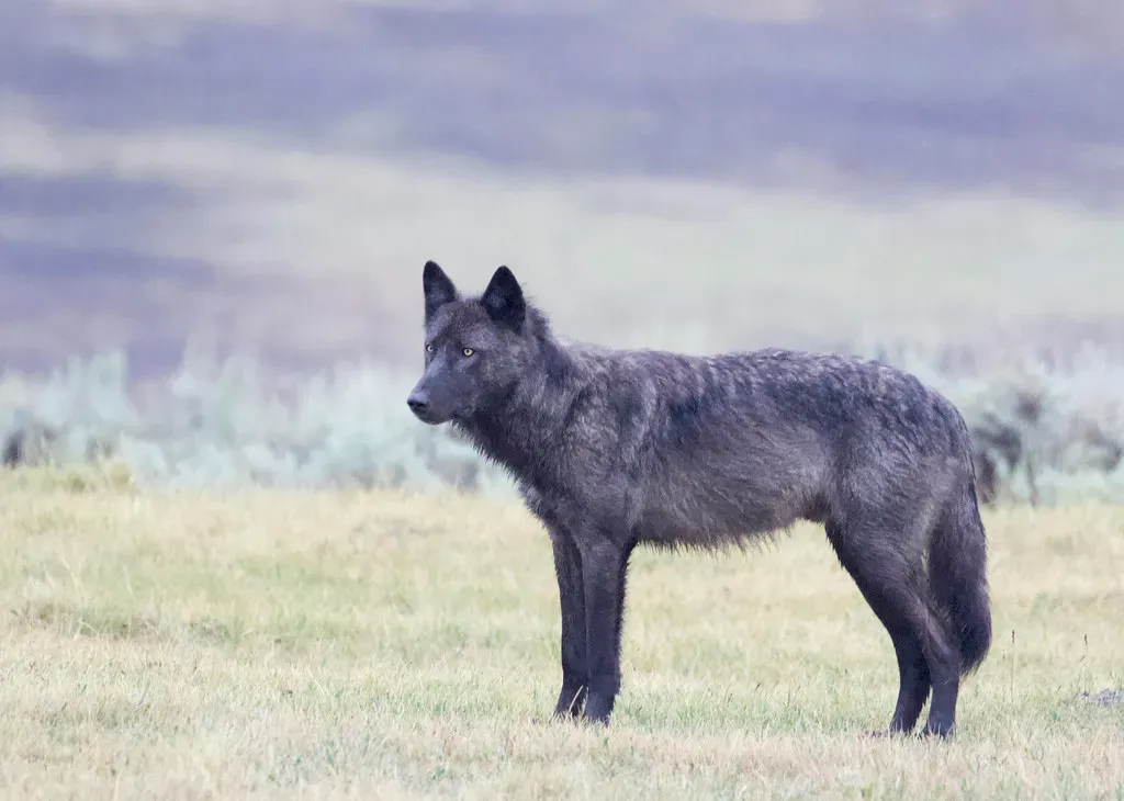 Lone Wolf Or Fiercely Loyal Pack Member? (Gregory "Slobirdr" Smith, Flickr, CC BY-SA 2.0)