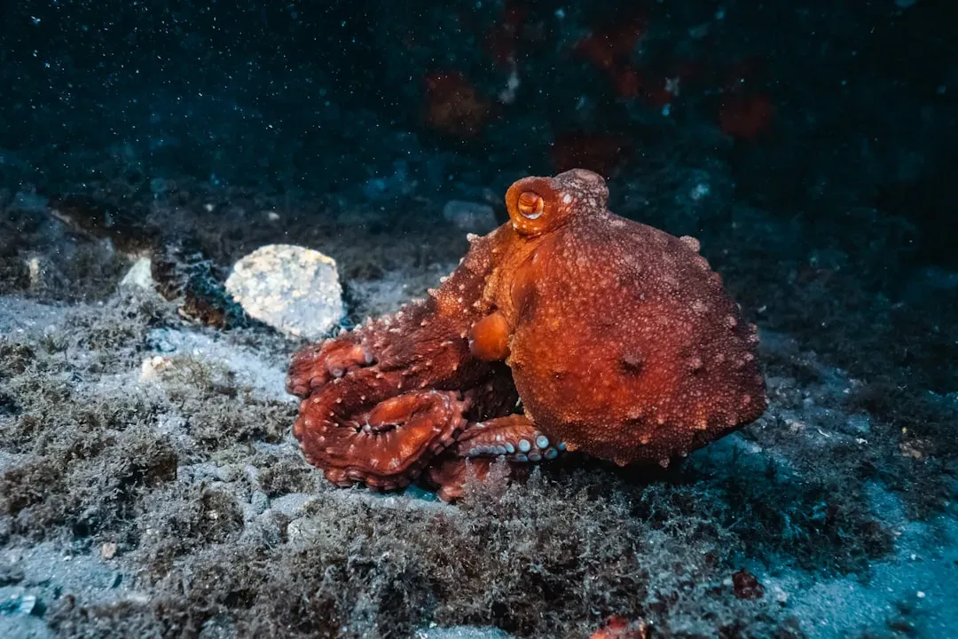#10 - They Deliberately Throw Shells and Silt at Each Other (Image Credits: Unsplash)