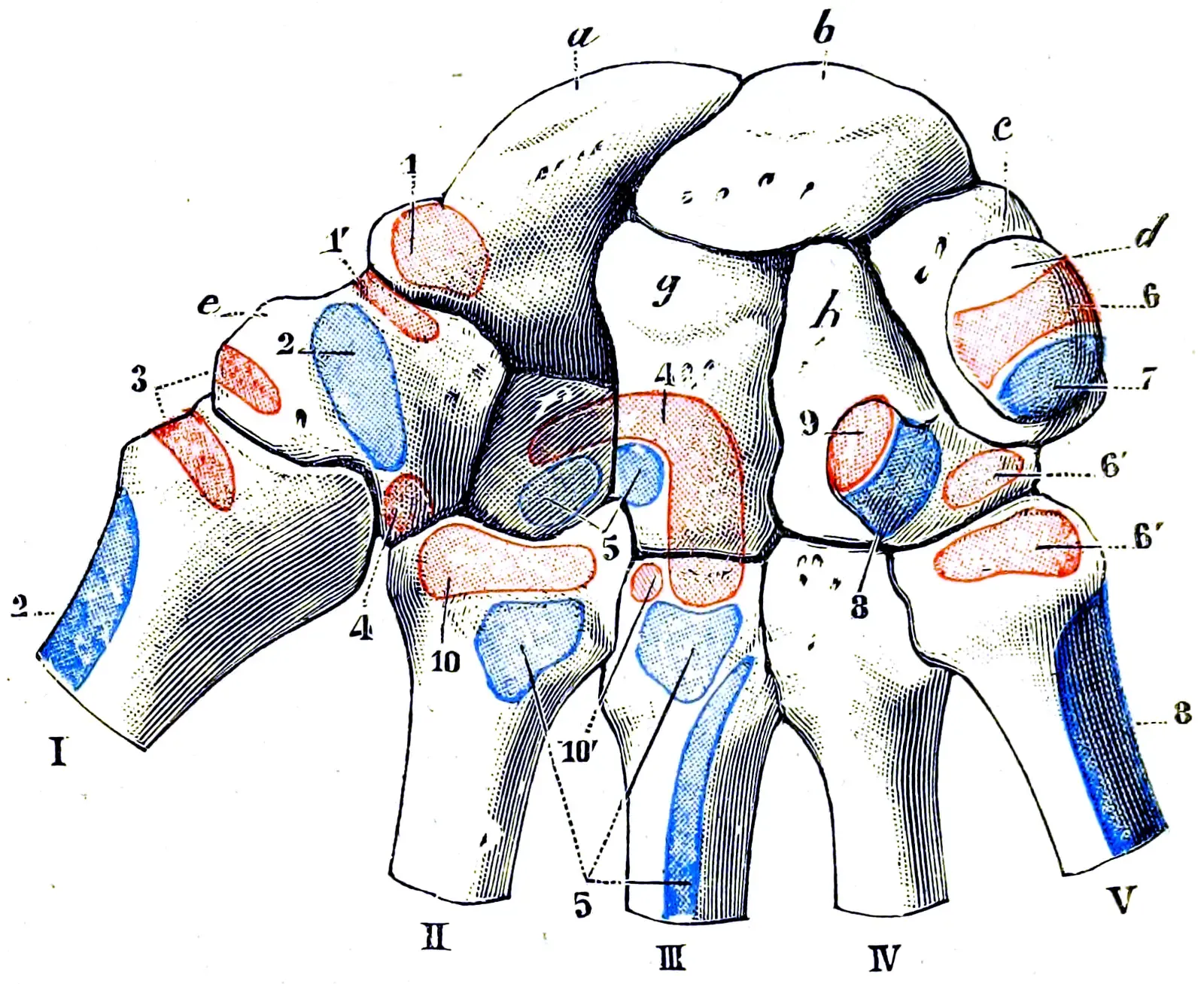 #5 - Muscle Attachment Sites Are Dramatically Enlarged (Fig. 302, vol. 1, p. 301, Traité d'anatomie humaine (1911) Book Viewer, Public domain)
