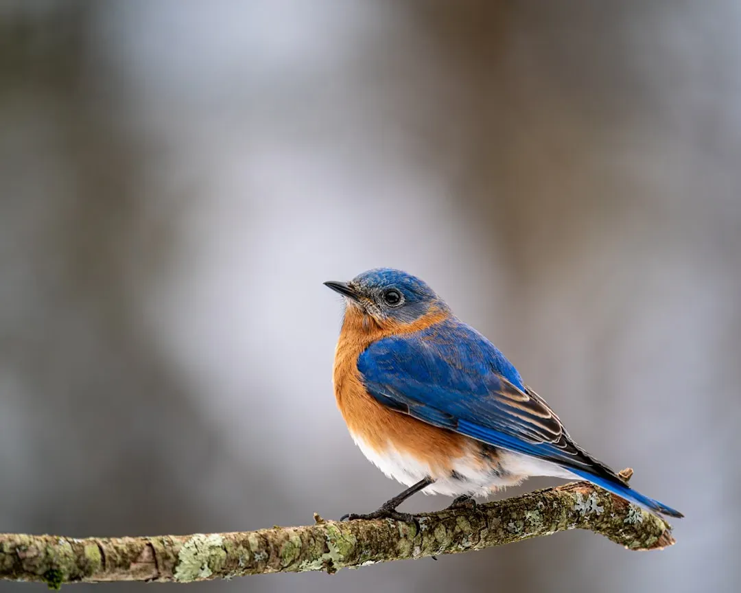 Why Bluebirds Meant More Than Just Spring (Image Credits: Unsplash)