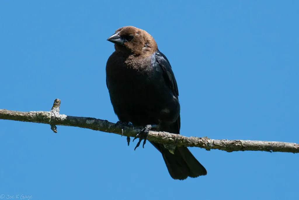 That “Innocent” Perch Nearby Is Usually Strategic Surveillance (Joe K Gage, Flickr, CC BY-SA 2.0)
