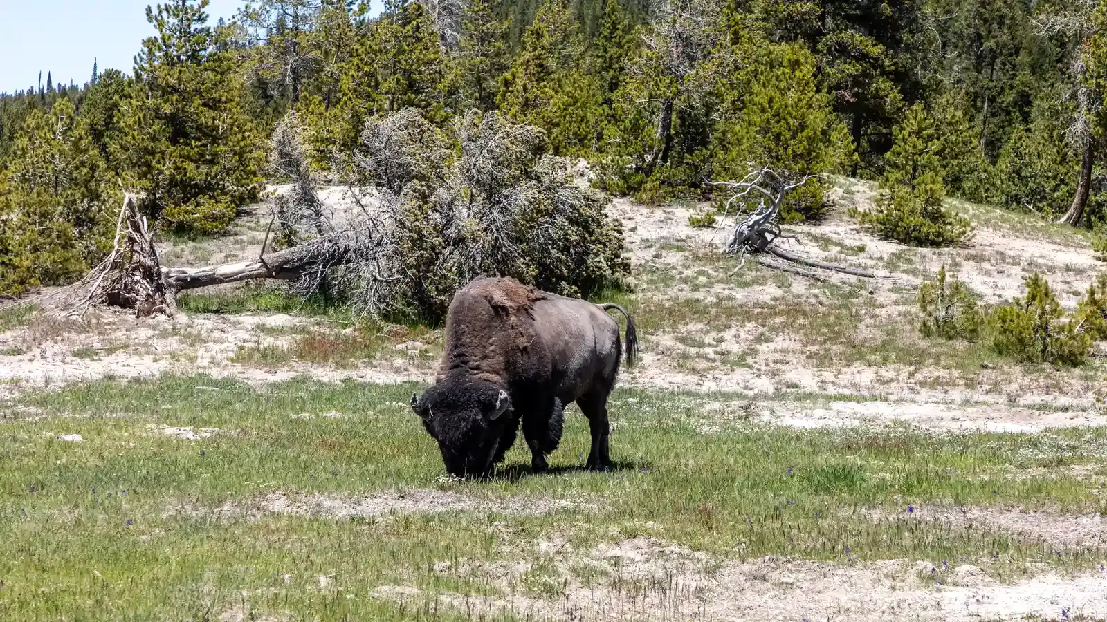 From Ancient Presence to Modern Symbol (Image Credits: Wikimedia)