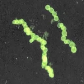 Bacteria That Laugh at the Vacuum of Space (Image Credits: Wikimedia)
