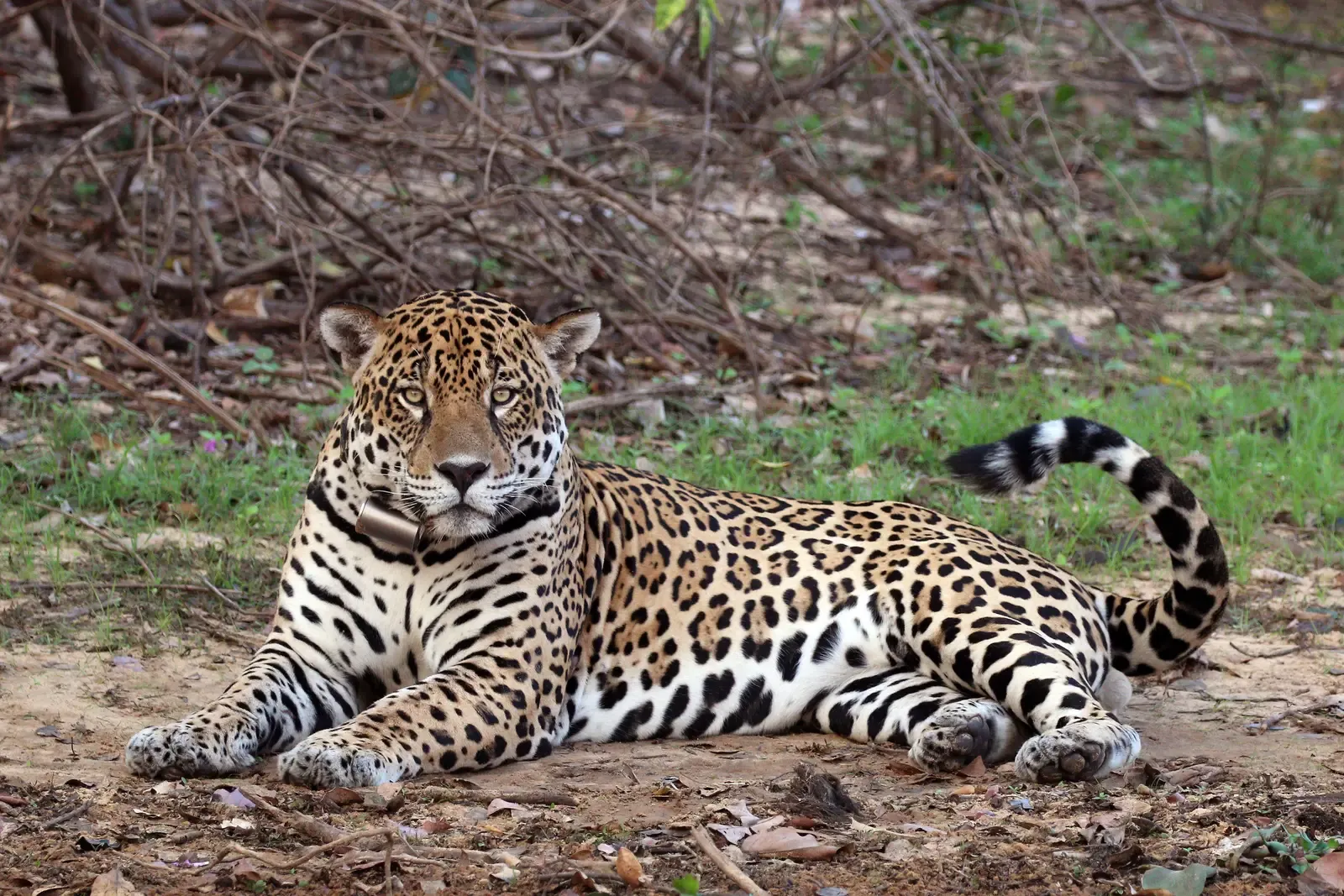 1. You’re Meeting the Largest Cat in the Americas (Own work, from Sharp Photography, sharpphotography, CC BY-SA 4.0)