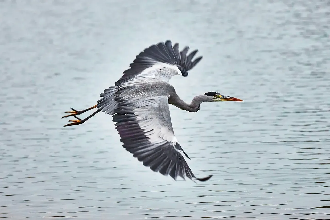 8. Their Flight and Posture Are All About Balance and Control (Image Credits: Pixabay)