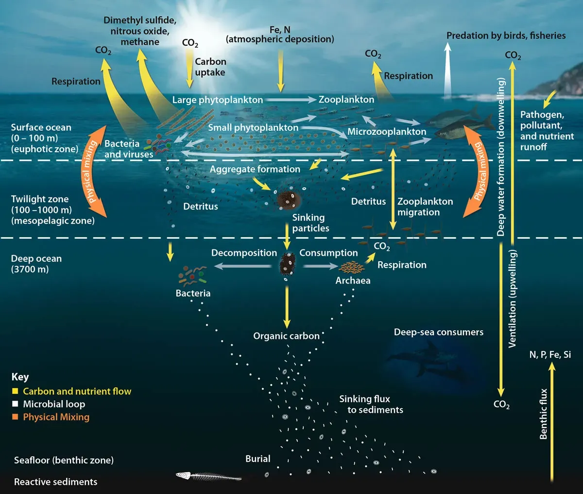 You Are Living in the Golden Age of Ocean Discovery (Office of Biological and Environmental Research of the U.S. Department of Energy Office of Science, Public domain)