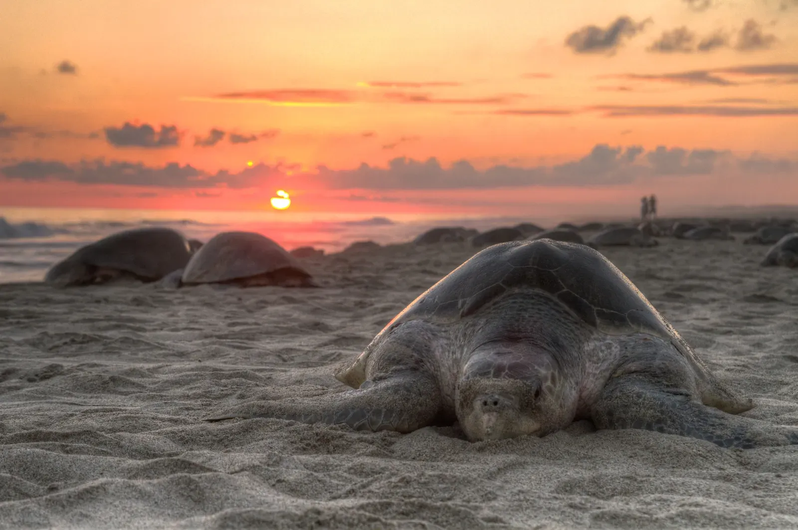 Sea Turtles: Geomagnetic Imprinting Across Decades (Claudio Giovenzana www.longwalk.it, CC BY-SA 3.0)