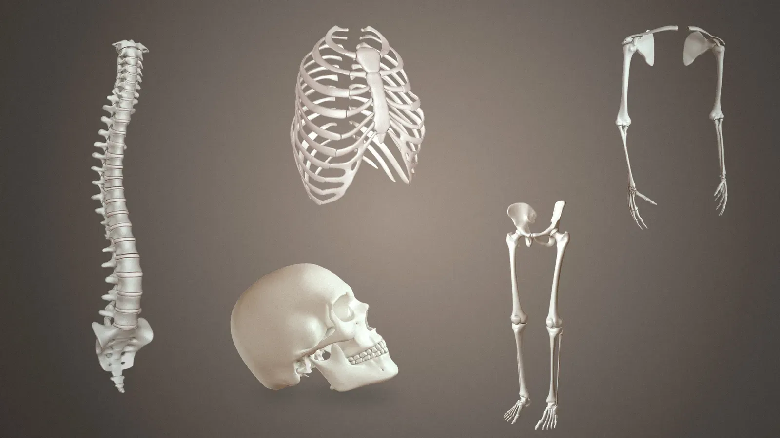 #6 - A Denser, Heavier Skeleton (By https://www.scientificanimations.com/, CC BY-SA 4.0)