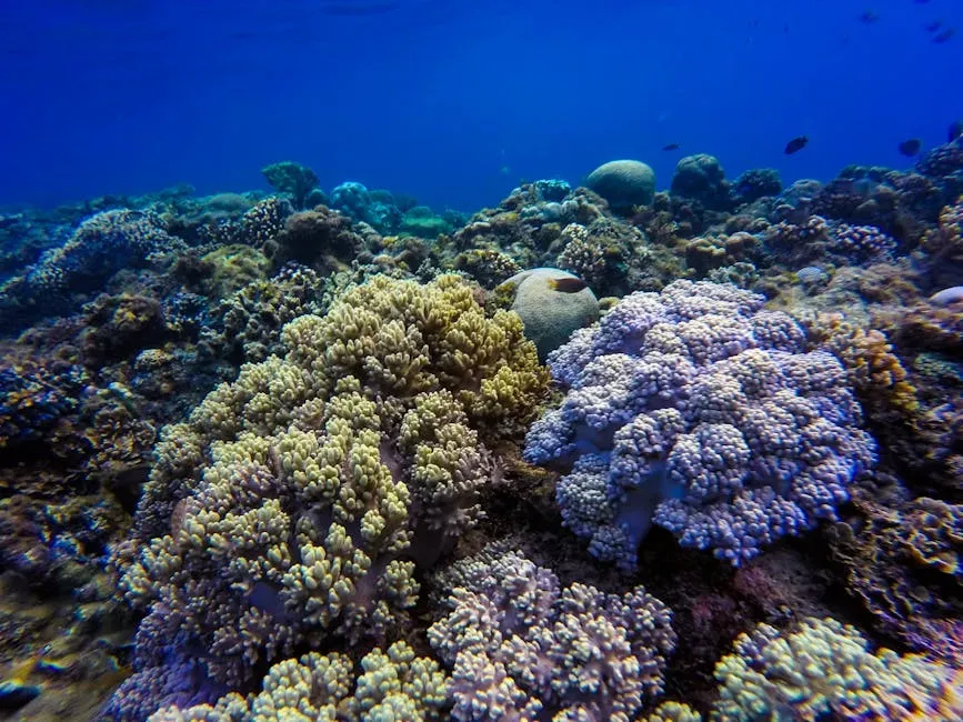 Hidden Mountain Ranges and Deep-Sea Reefs (Image Credits: Pexels)