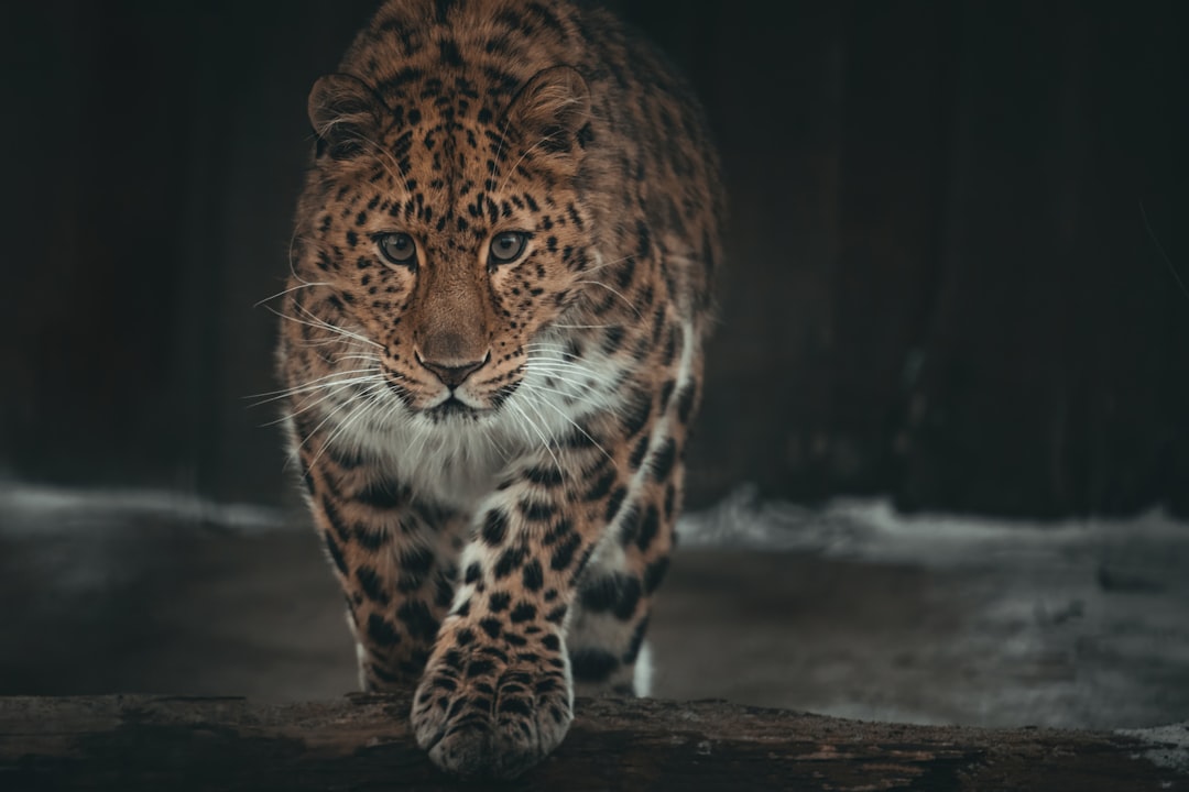 Hunters of the Edge: Diet, Behavior, and Ecological Role (Image Credits: Unsplash)