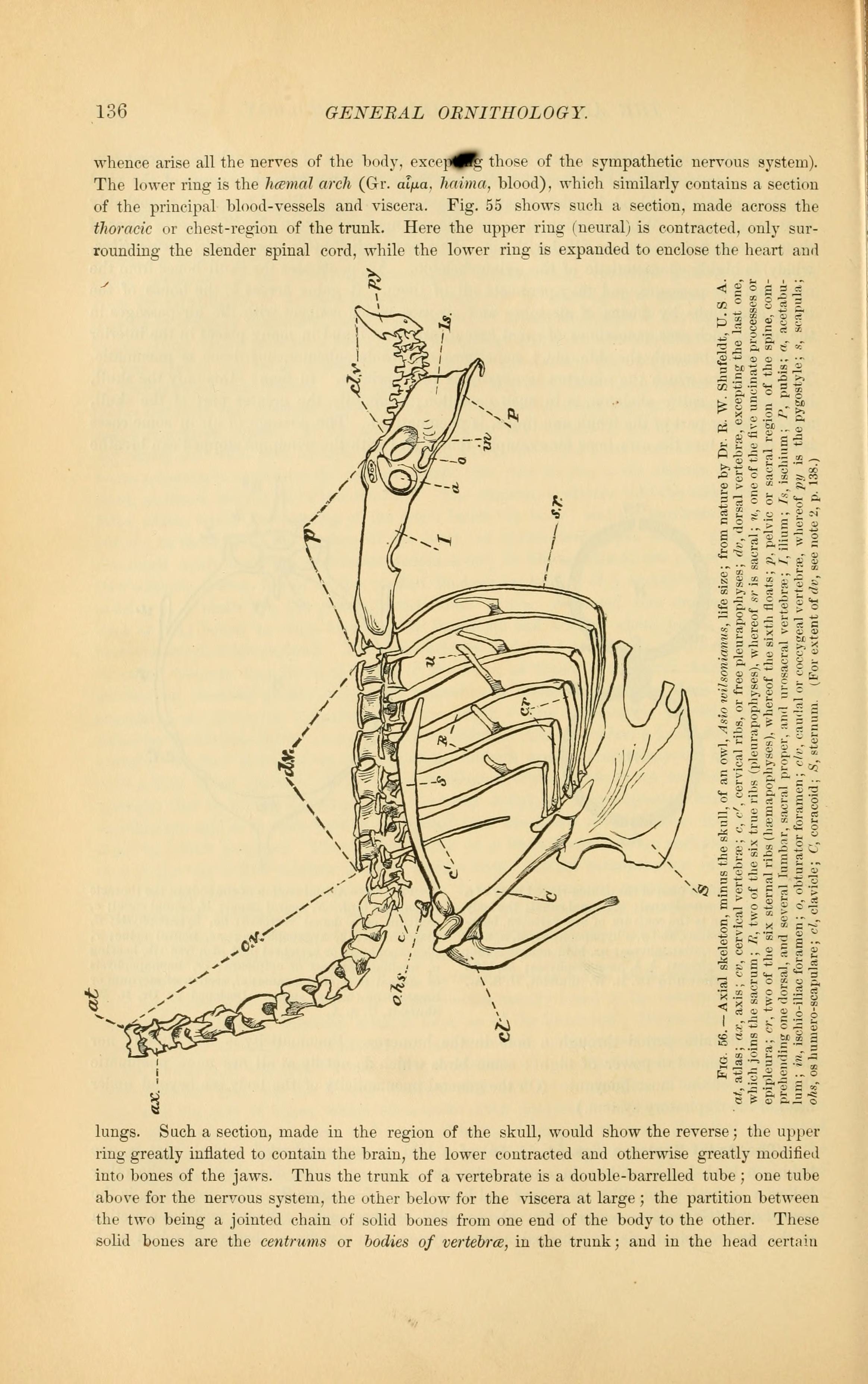 Signals in the Brain (Image Credits: Wikimedia)