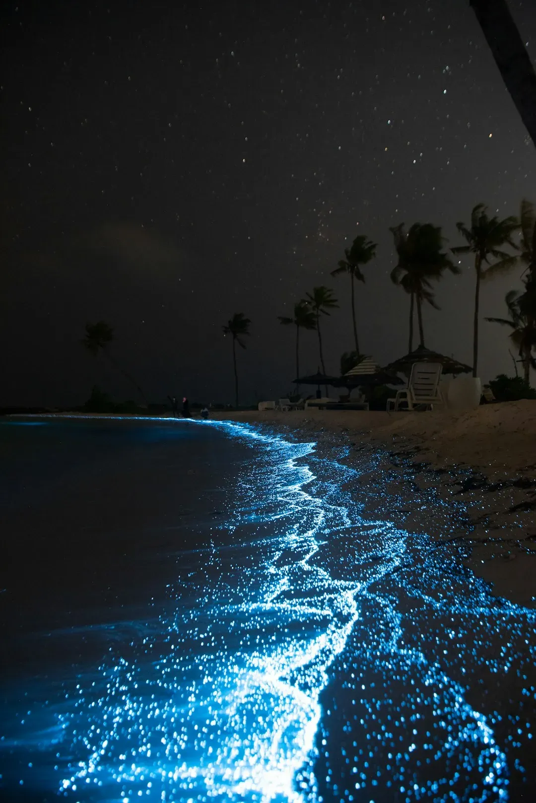 Luminous Seas and the Meaning of Bioluminescence (Image Credits: Unsplash)